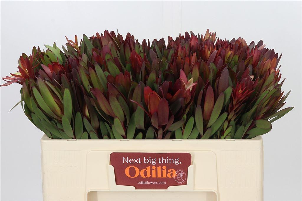 Leucadendron 'Safari Sunset'