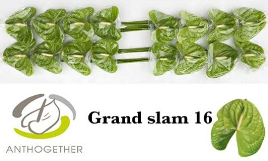 Anthurium (Andreanum Grp) Grand Slam
