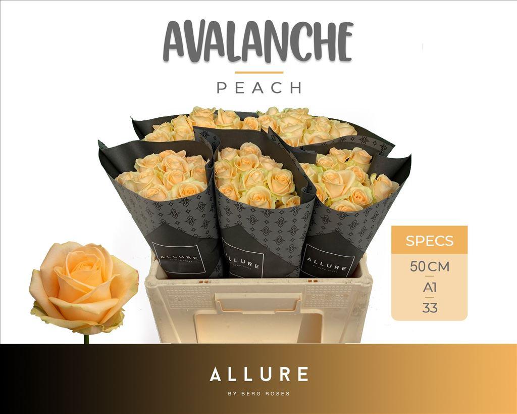 Rosa grootbloemig Avalanche Peach+