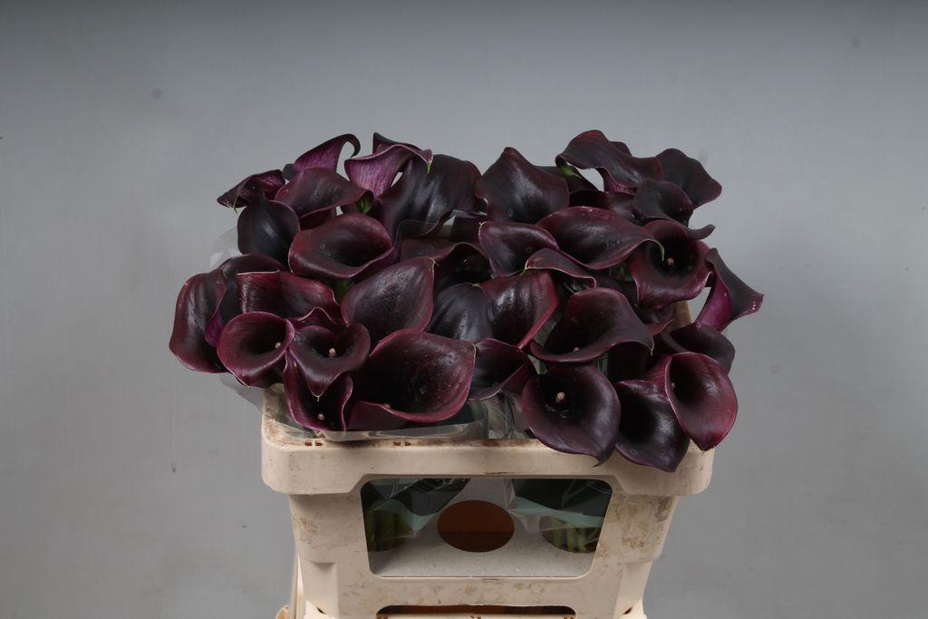 Zantedeschia 'Call Ceara'