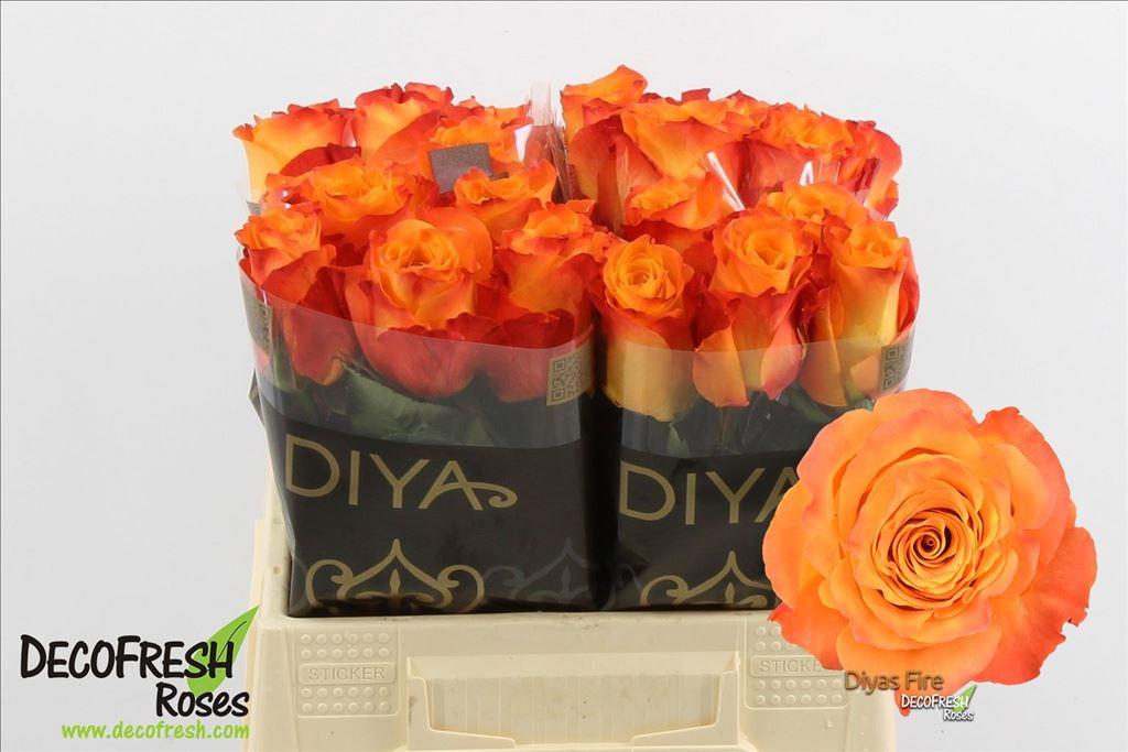 Rosa grootbloemig Diya's Fire