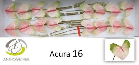 Anthurium (Andreanum Grp) Acura