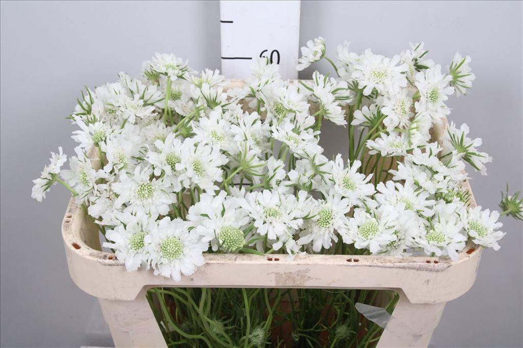 Scabiosa caucasica 'Anika'