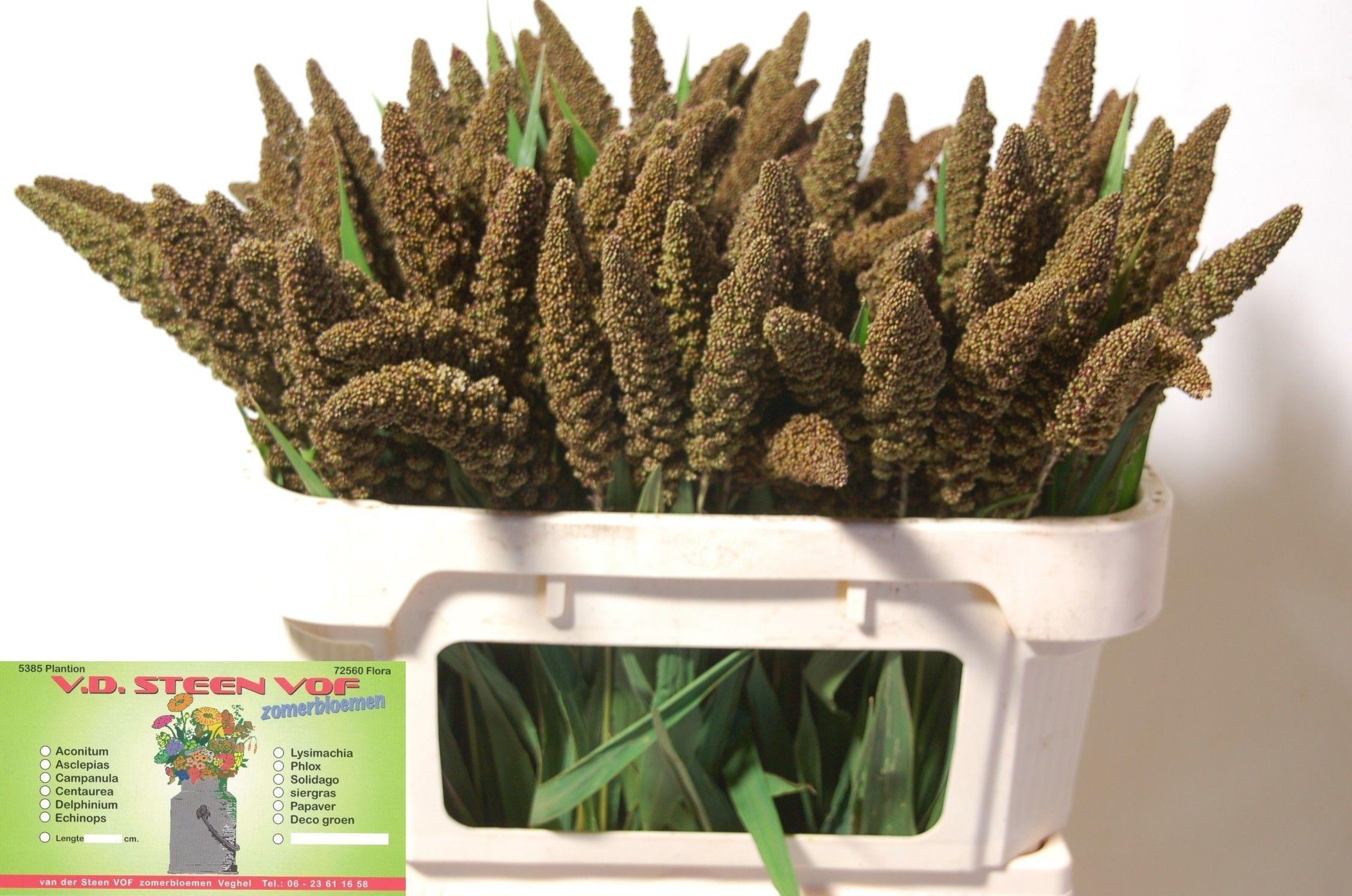 Setaria italica 'Highlander'