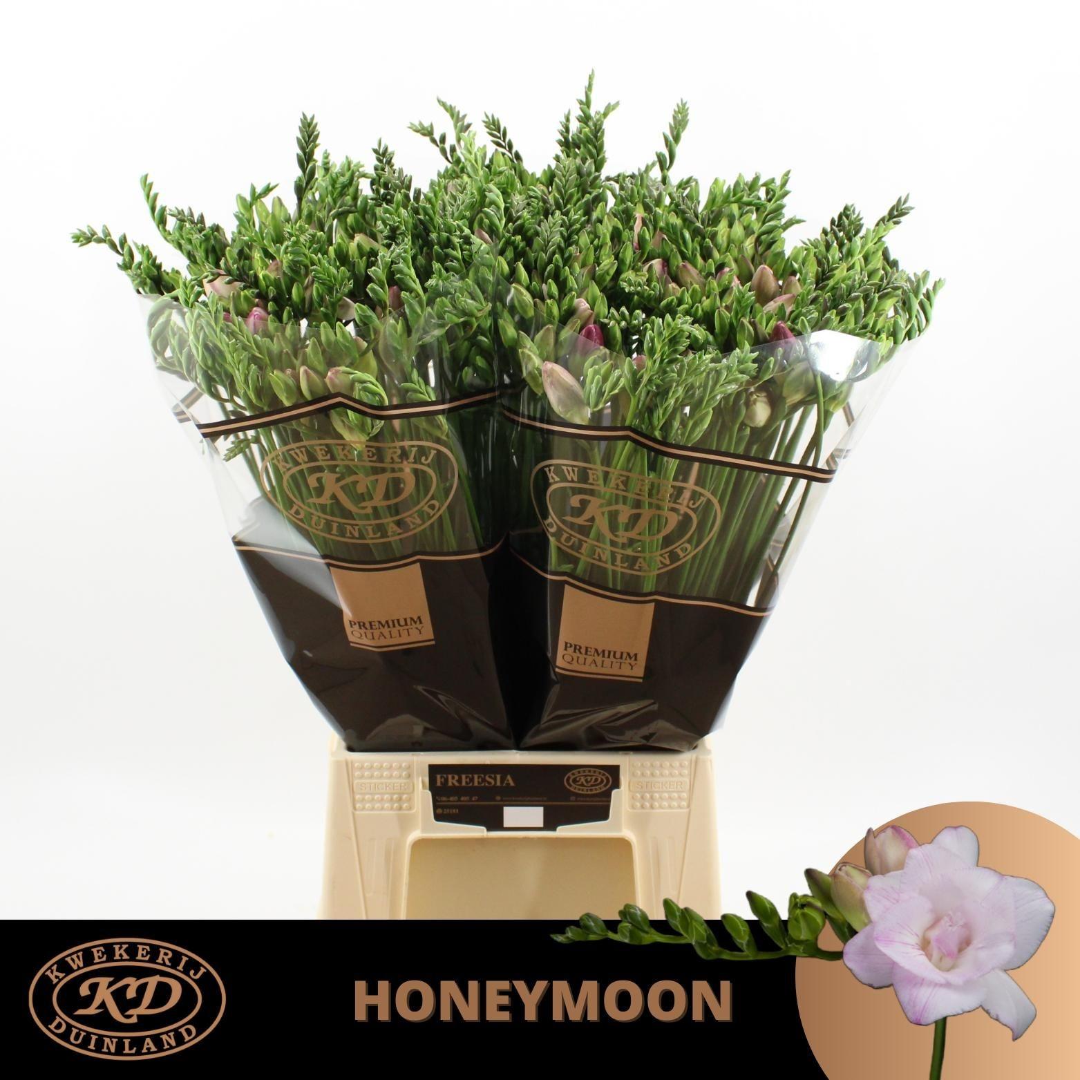 Freesia dubbelbloemig 'Honeymoon'
