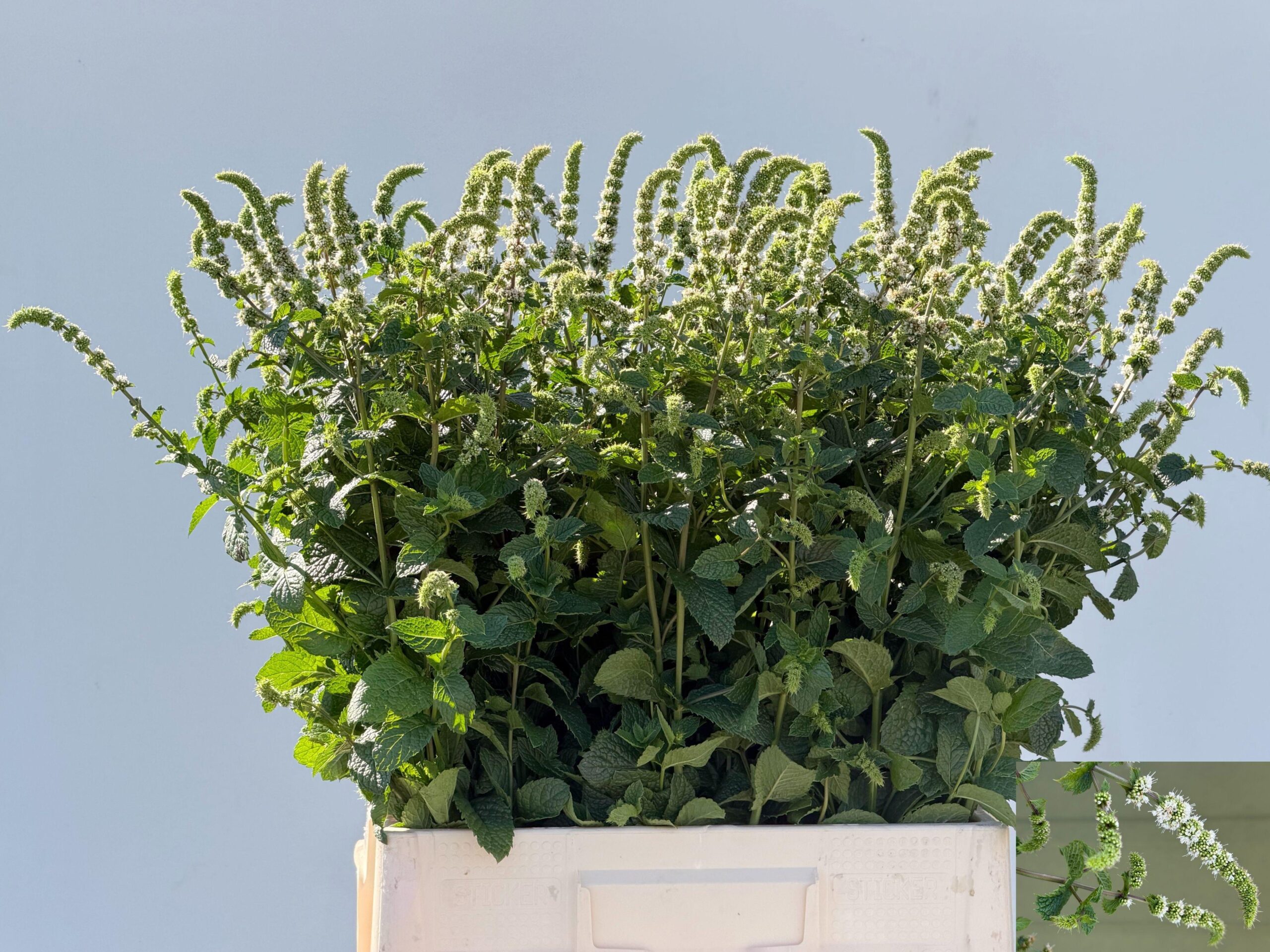 Mentha 'White Juliet'
