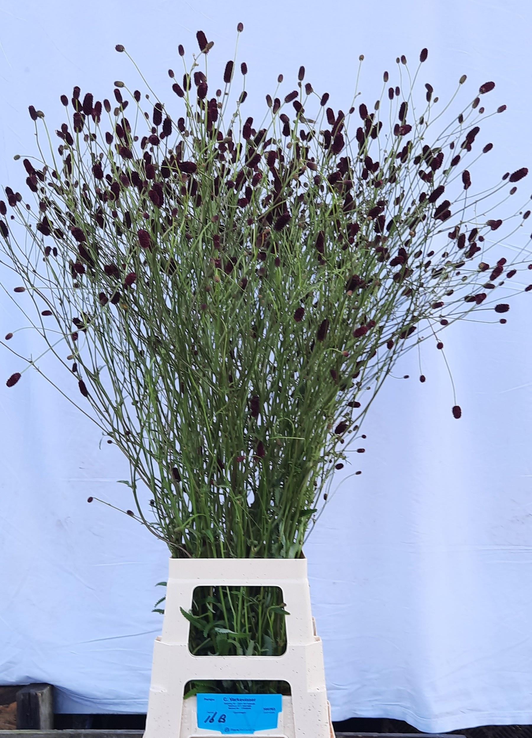 Snijbloemen overig
