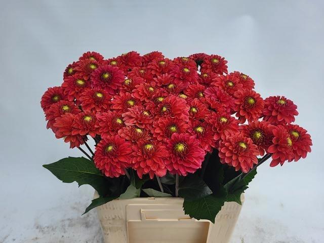 Dahlia (Ball Grp) 'Orange Fox'