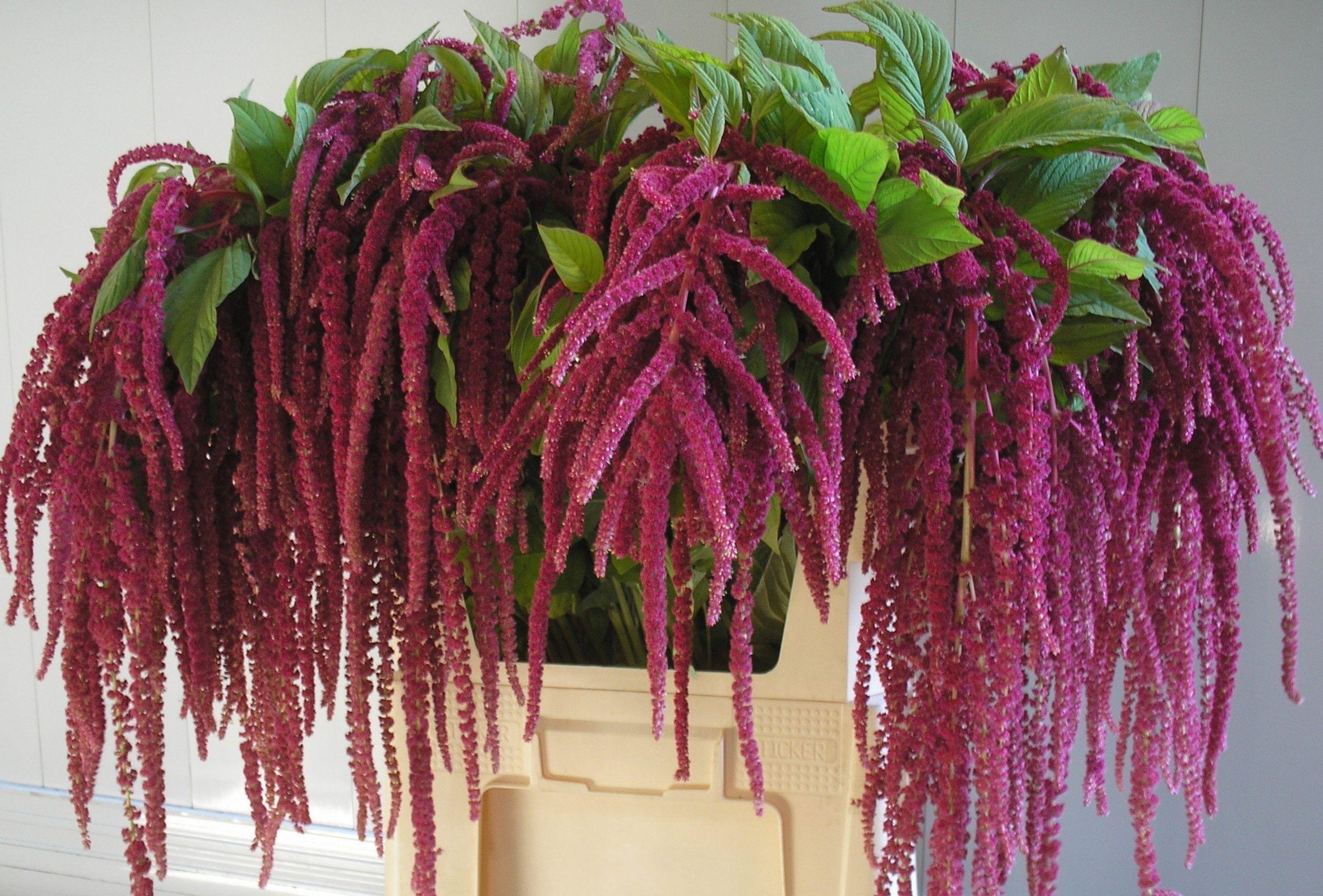 Amaranthus caudatus 'Love Lies Bleeding'