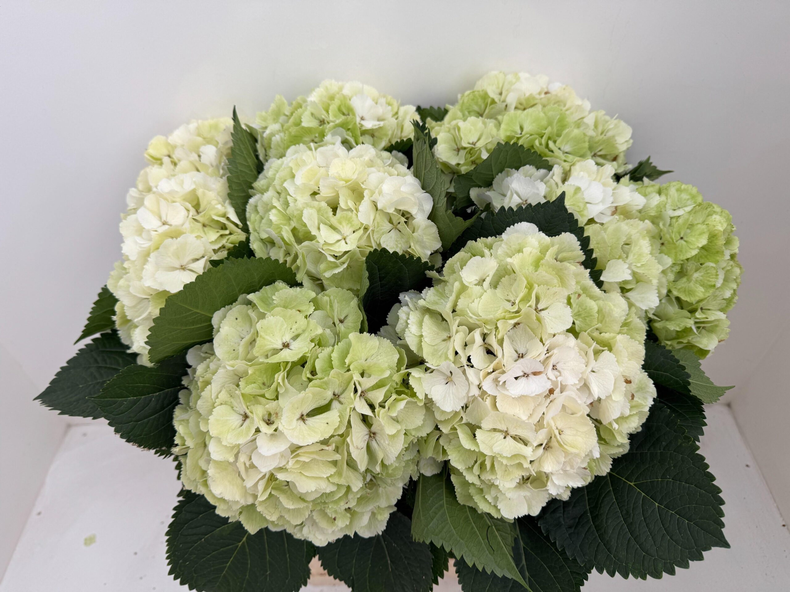 Snijbloemen overig