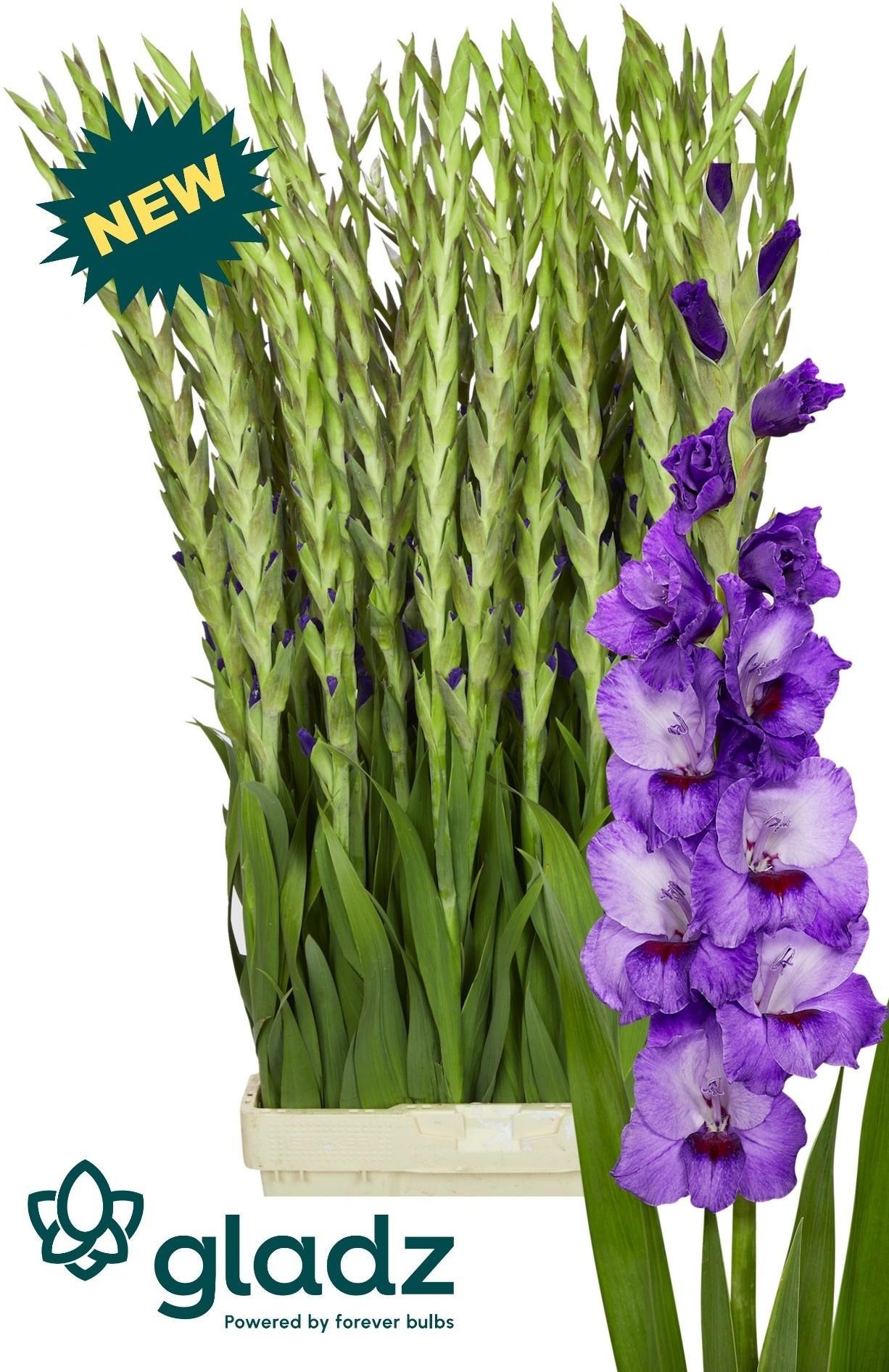 Gladiolus (Large-flowered Grp) 'Purple Party'