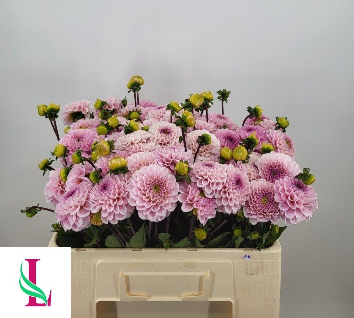 Dahlia (Ball Grp) 'Wizard of Oz'