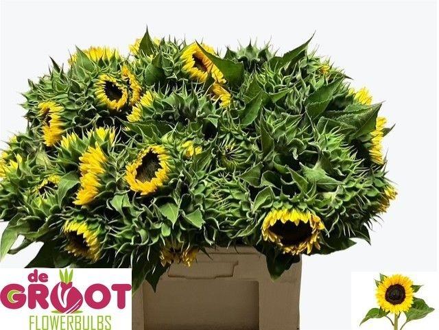 Helianthus annuus 'Sunrich Orange'