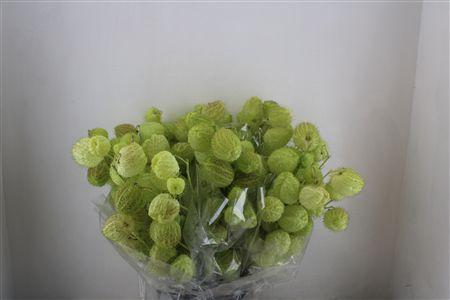 Gomphocarpus fruticosus 'Moby Dick' per stuk
