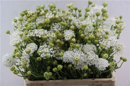 Snijbloemen overig
