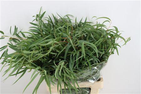 Eucalyptus per bos cinerea