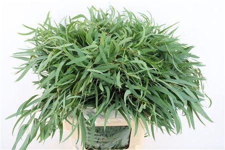Eucalyptus nicholii