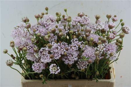 Snijbloemen overig
