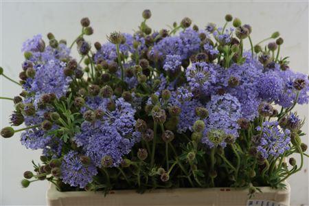 Snijbloemen overig