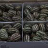 Cucumis hirsutus