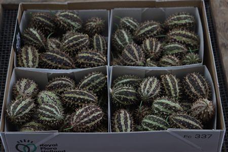 Cucumis hirsutus