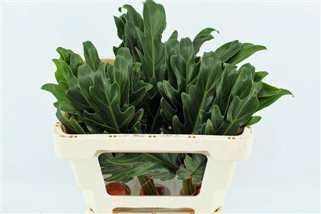 Philodendron xanadu