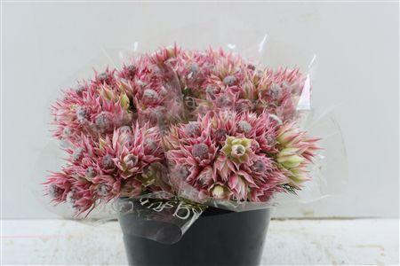 Serruria florida Ayoba Morning Star