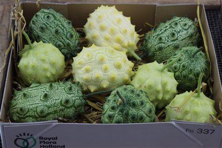Cucumis hirsutus