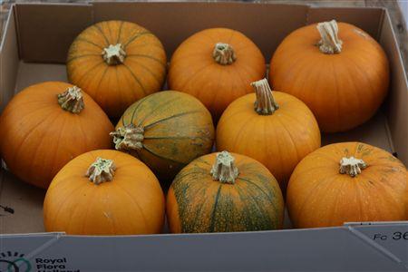 Cucurbita maxima 'Halloween'