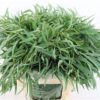 Eucalyptus nicholii