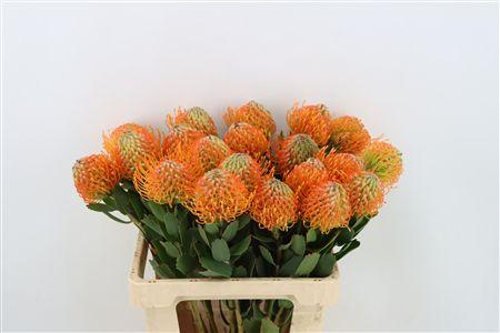 Leucospermum 'Soleil'