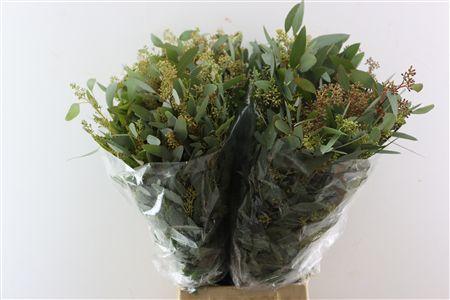Eucalyptus per bos overig met bes