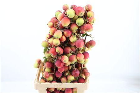 Siervruchten per tak Malus overig