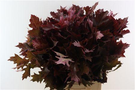 Snijbloemen overig kleurbehandeld H%