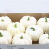 Cucurbita pepo
