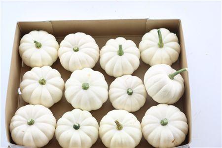 Cucurbita pepo