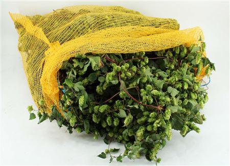 Humulus lupulus