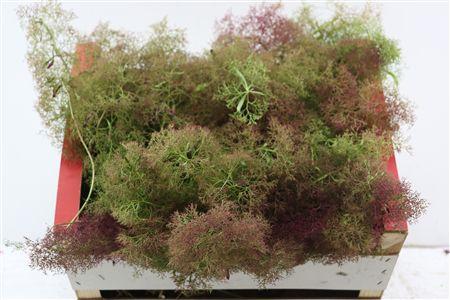 Decoratiegroen gemengd