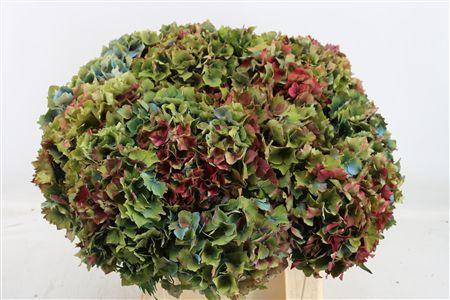 Hydrangea overig