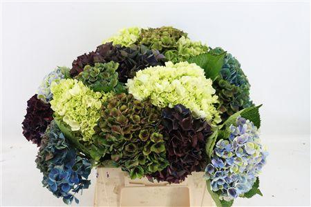 Hydrangea overig