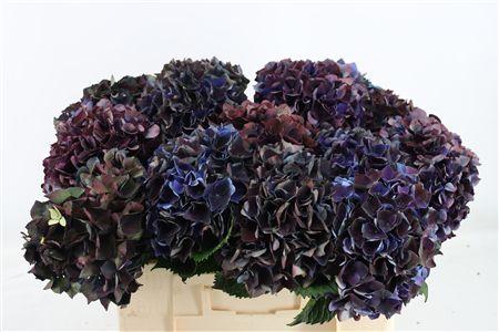 Hydrangea macrophylla Magical Crimson