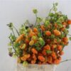 Capsicum annuum overig