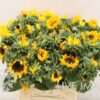Helianthus annuus 'Sonja'