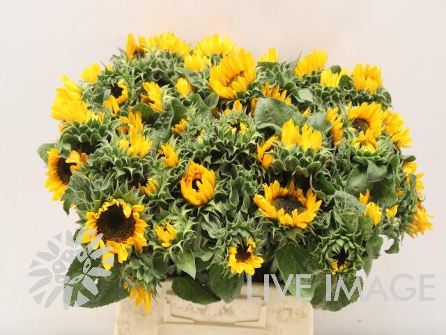 Helianthus annuus 'Sonja'