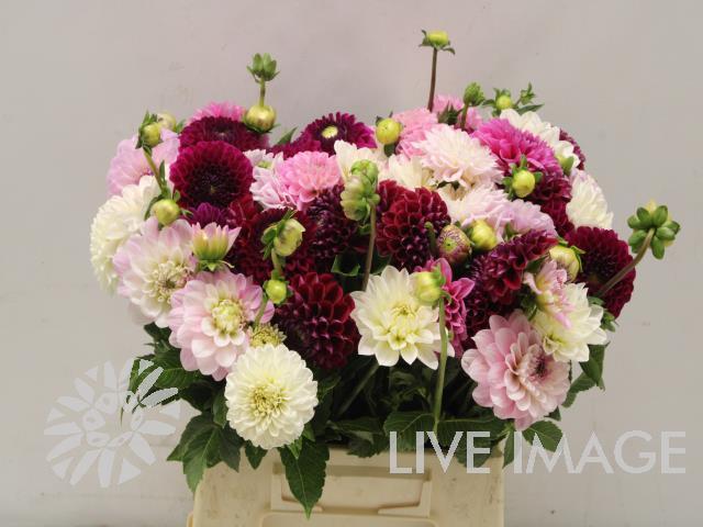 Dahlia gemengd