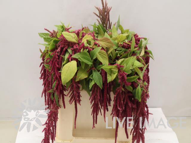 Amaranthus overig