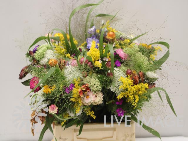 Zomerbloemen overig