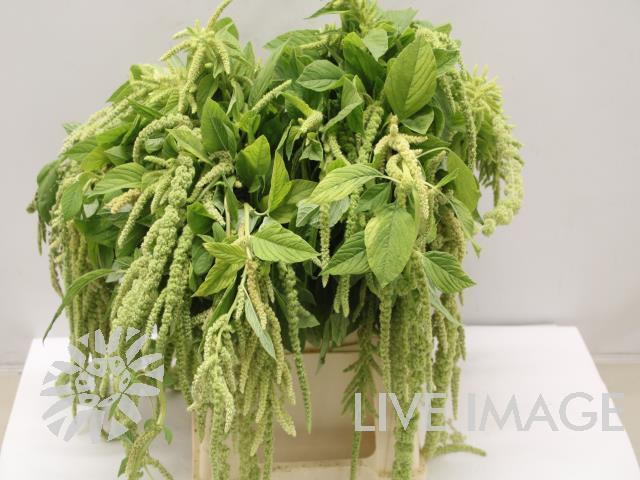 Amaranthus overig