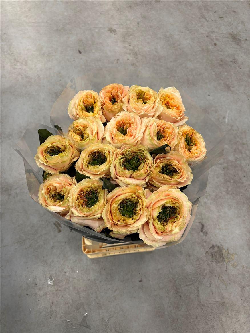 Rosa grootbloemig overig