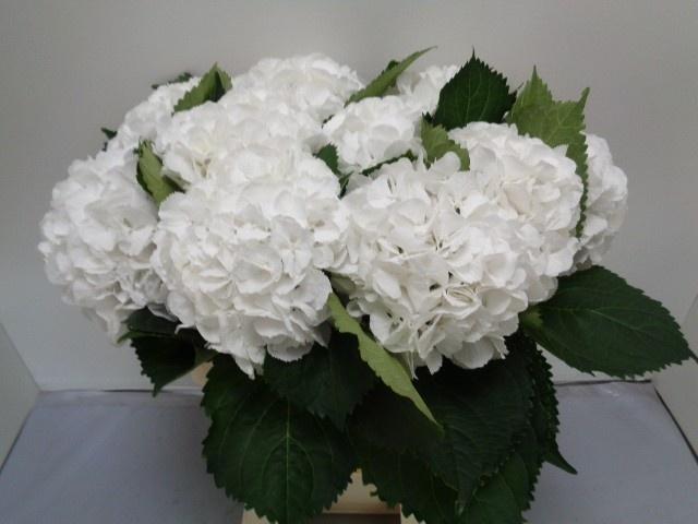 Hydrangea macrophylla 'Schneeball'